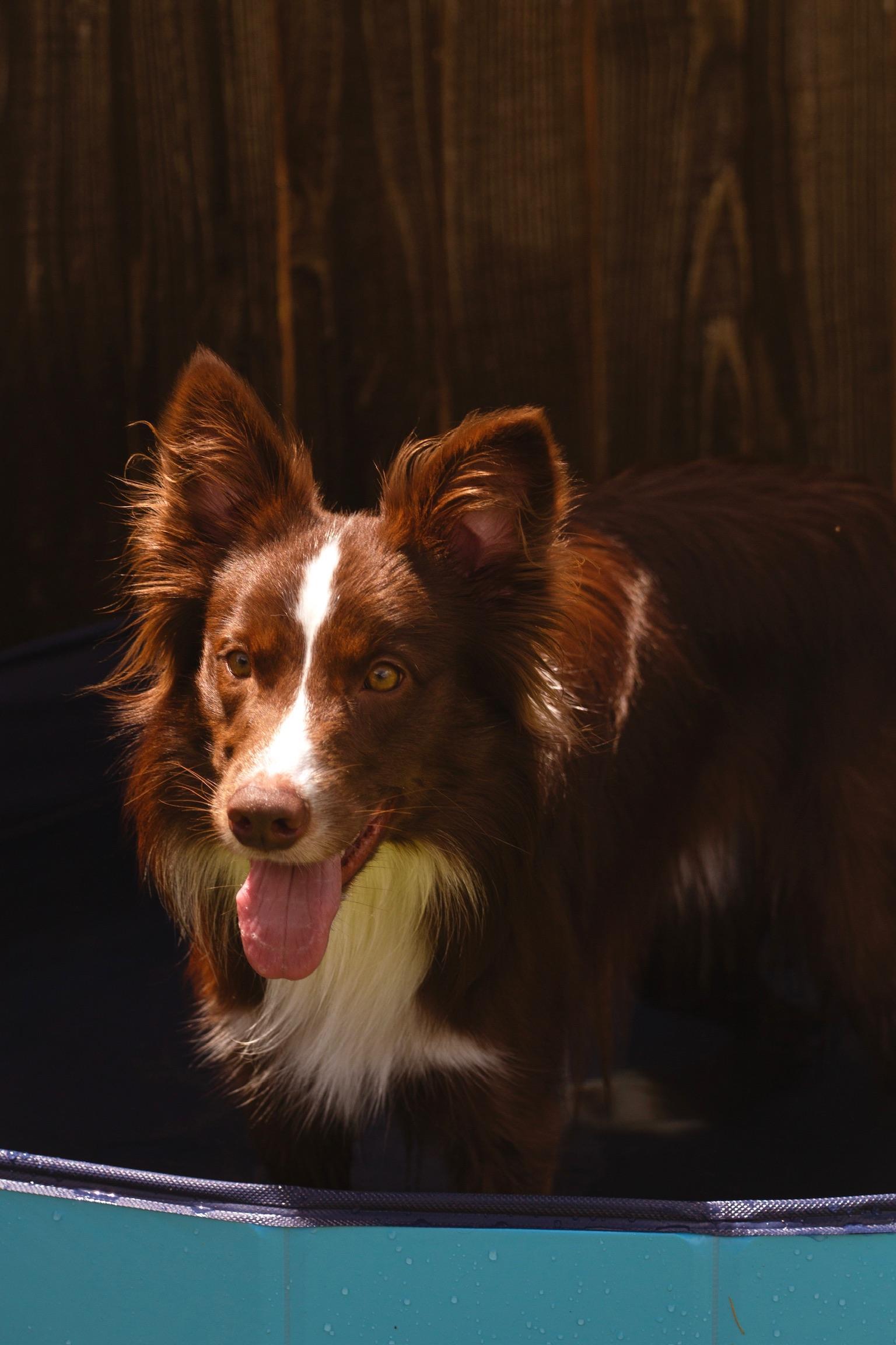 Enlarge Rowan, a Adopted Border Collie in Rocky Hill, CT image 6/6