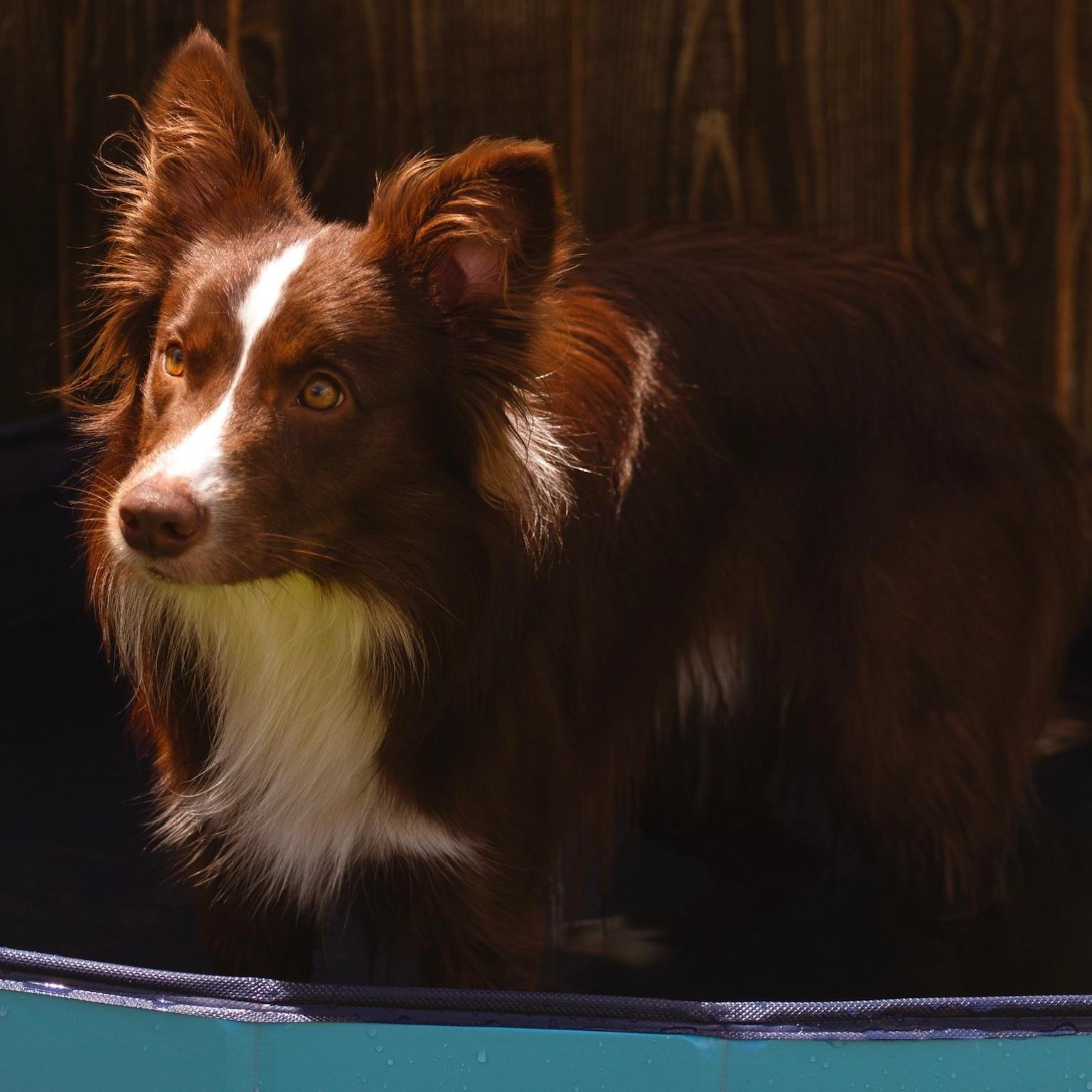 Enlarge Rowan, a Adopted Border Collie in Rocky Hill, CT image 3/6