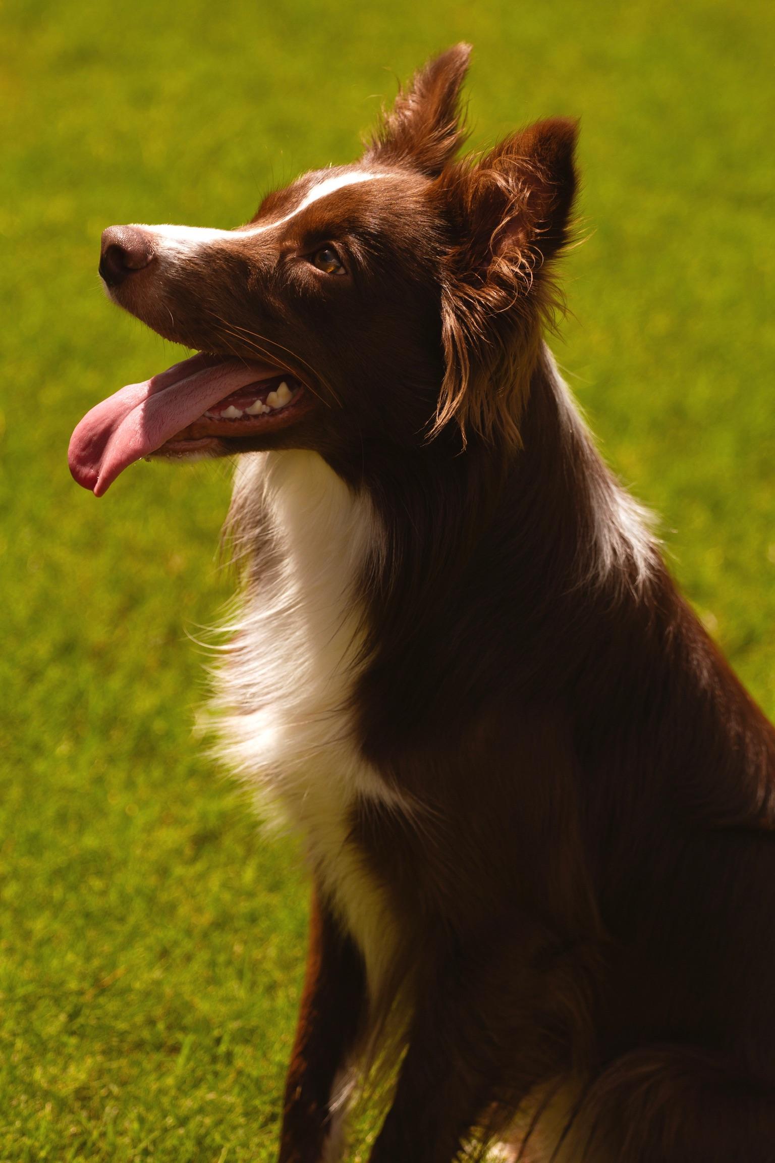 Rowan, Adopted, Adult Male Border Collie.