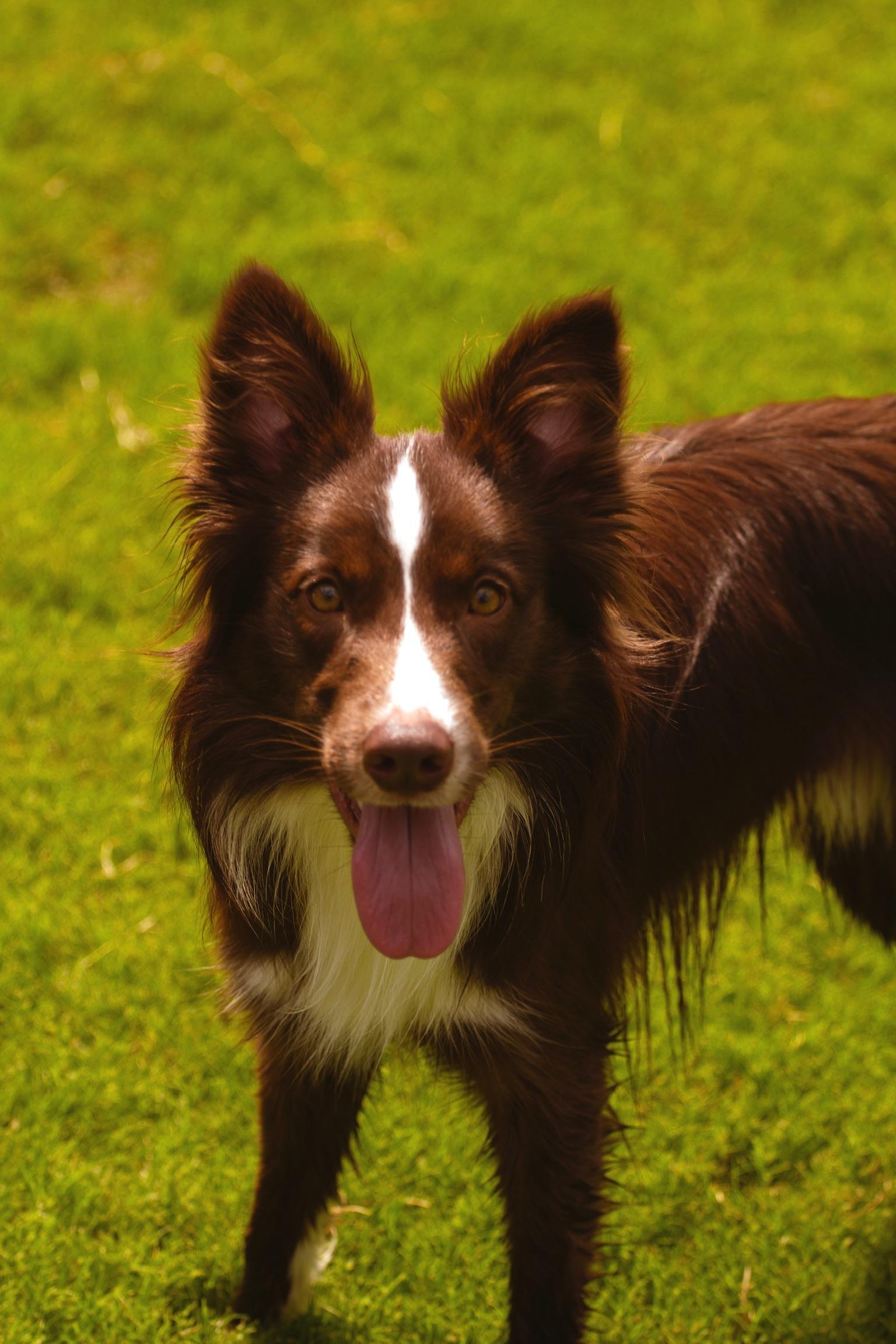 Enlarge Rowan, a Adopted Border Collie in Rocky Hill, CT image 4/6