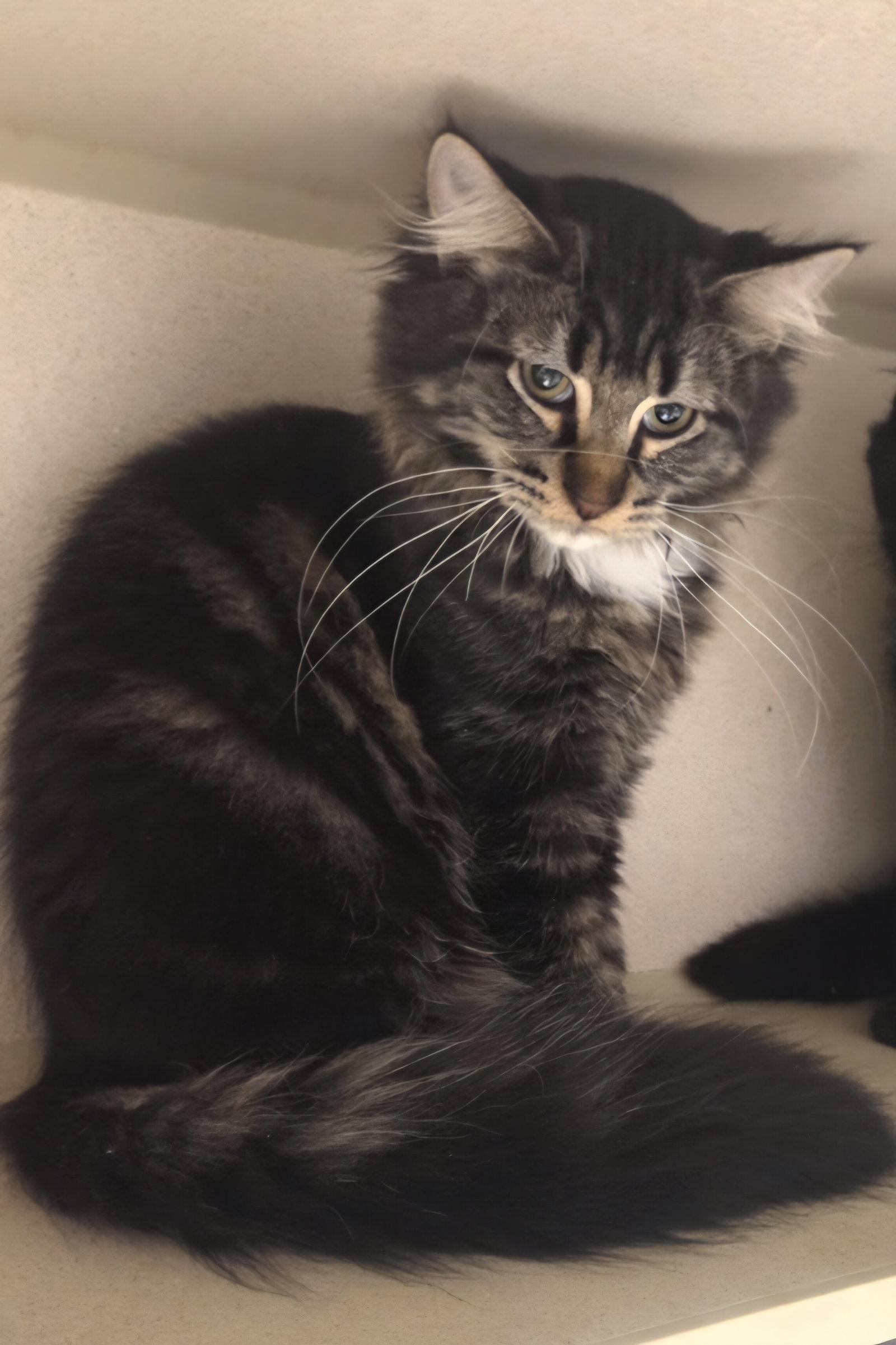 Biggie, Adoptable, Kitten Male Maine Coon & Domestic Long Hair.