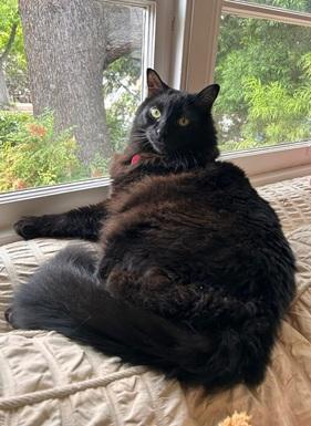 Daffy, Adoptable, Adult Male Domestic Long Hair.
