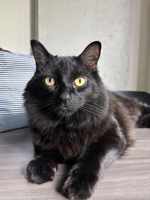 Enlarge Daffy, a Adoptable Domestic Long Hair in San Francisco, CA image 2/6