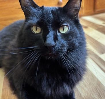 Enlarge Daffy, a Adoptable Domestic Long Hair in San Francisco, CA image 3/6