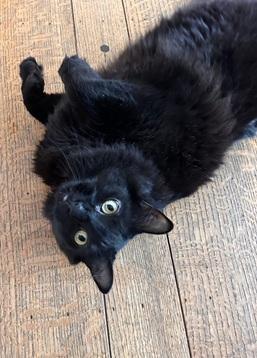 Enlarge Daffy, a Adoptable Domestic Long Hair in San Francisco, CA image 4/6