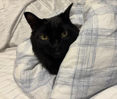 Enlarge Daffy, a Adoptable Domestic Long Hair in San Francisco, CA image 6/6