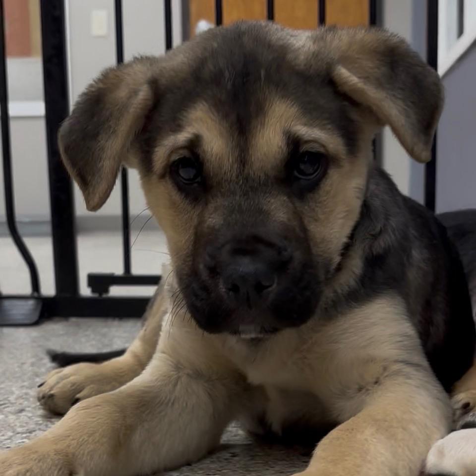 Enlarge Jeb, a Adoptable mixed breed in Detroit Lakes, MN image 1/3