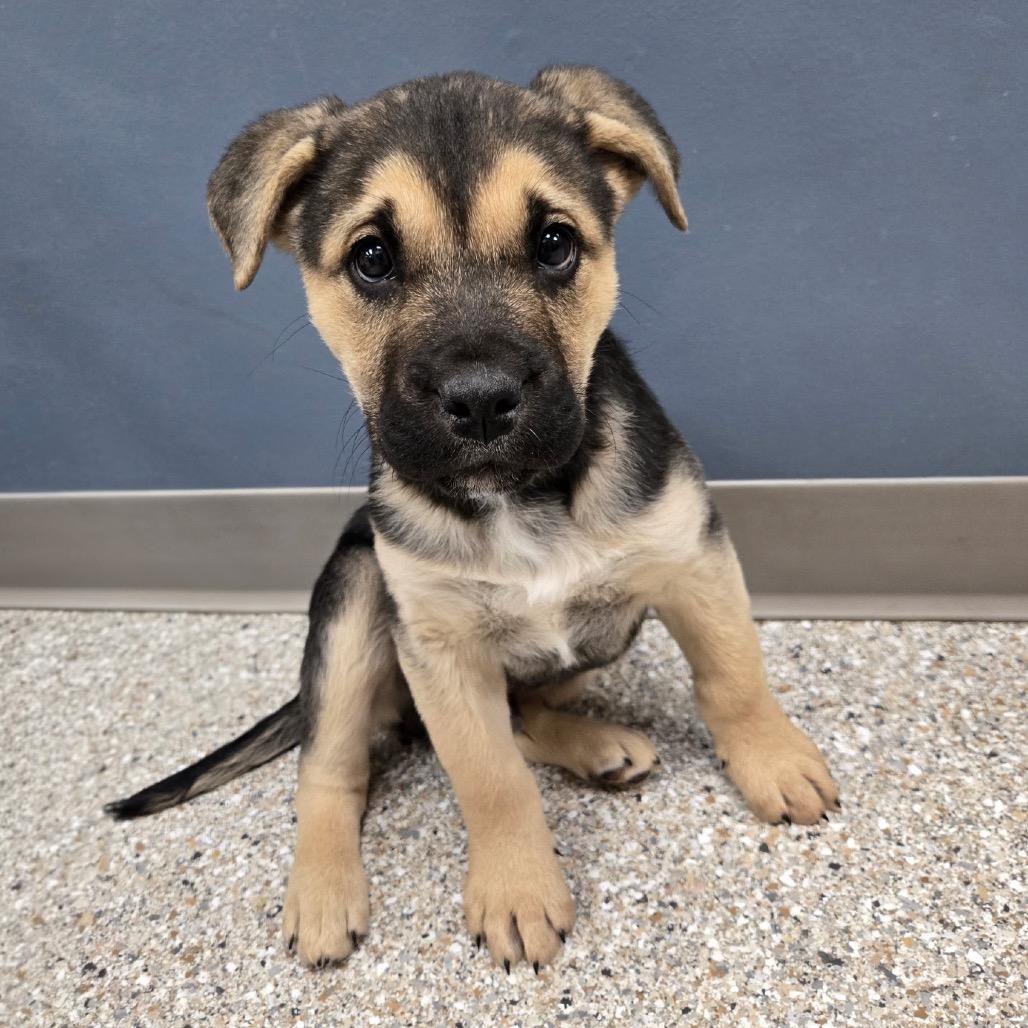 Enlarge Jeb, a Adoptable mixed breed in Detroit Lakes, MN image 2/3