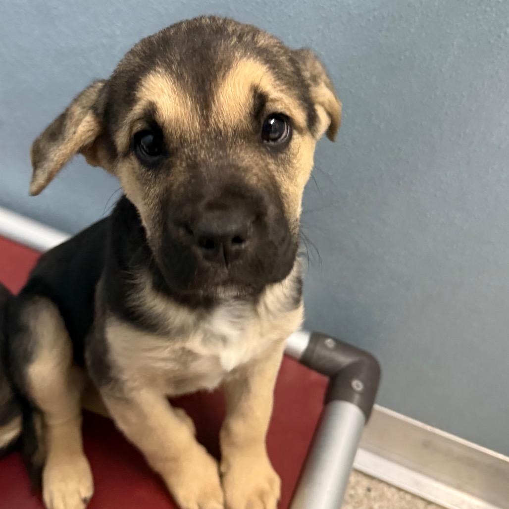 Enlarge Jeb, a Adoptable mixed breed in Detroit Lakes, MN image 3/3