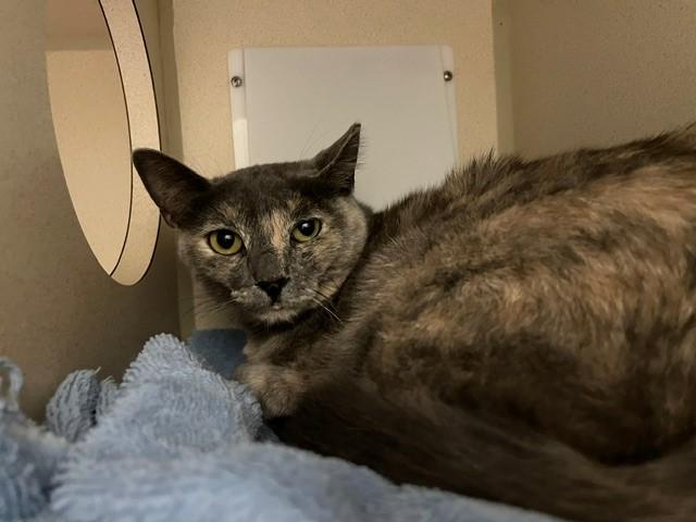 SCOUT, Adoptable, Young Female Domestic Short Hair.