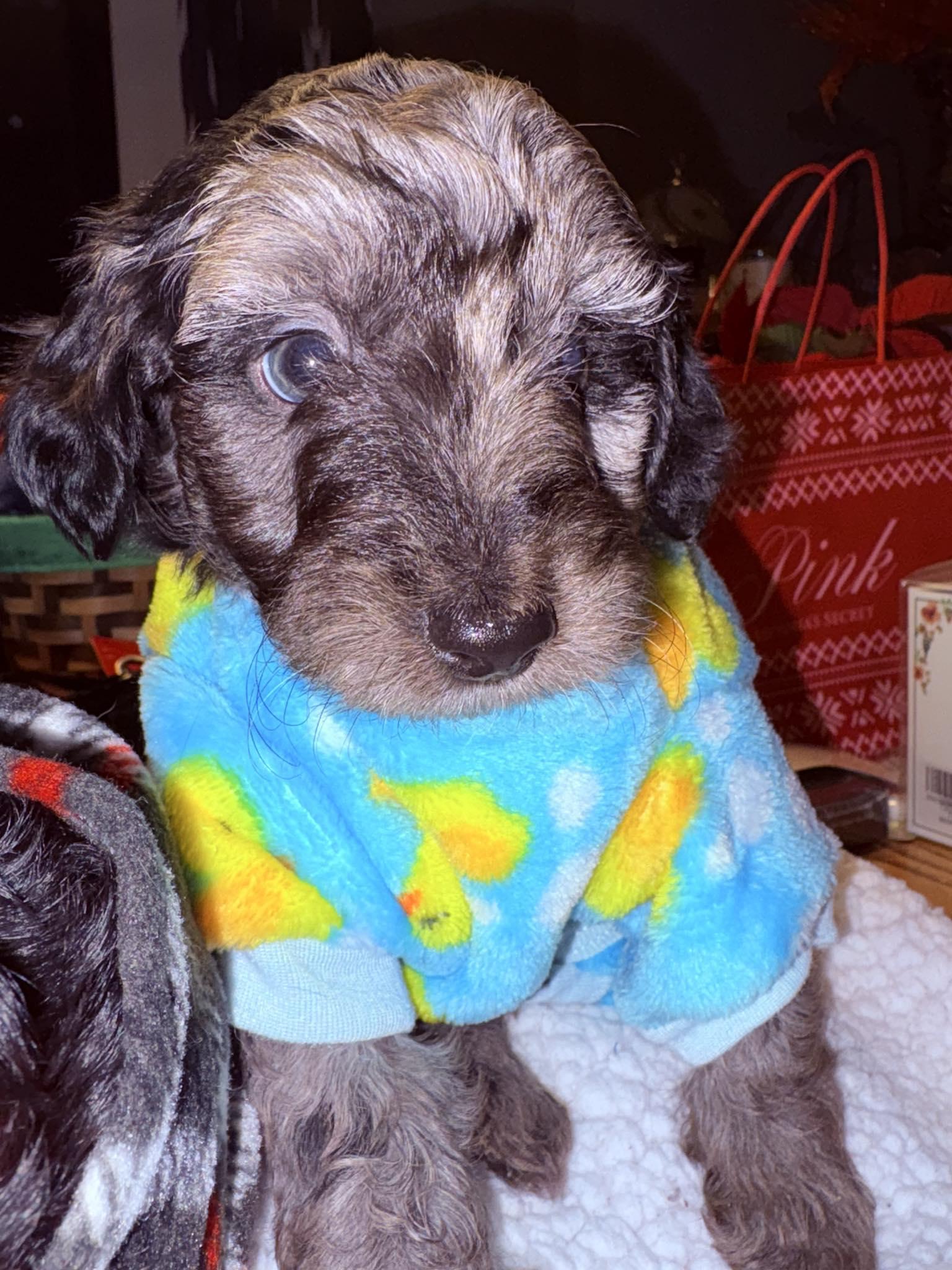 Noah, a Adoptable mixed breed in Brockport, NY image 2/4