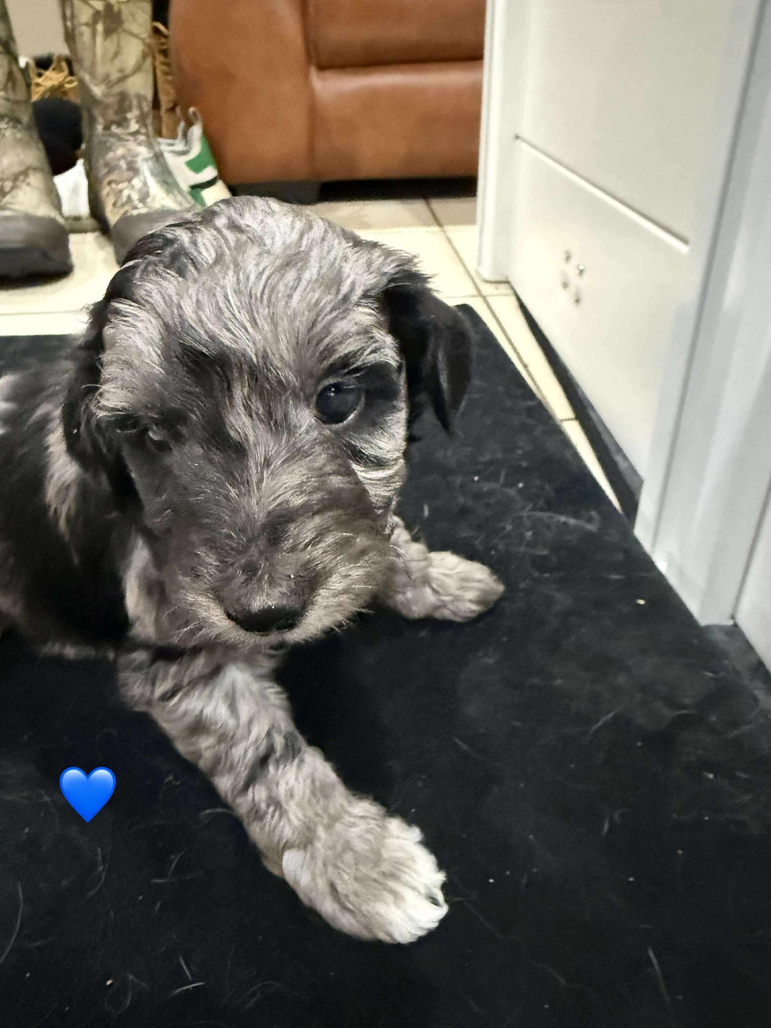 Noah, a Adoptable mixed breed in Brockport, NY image 3/4