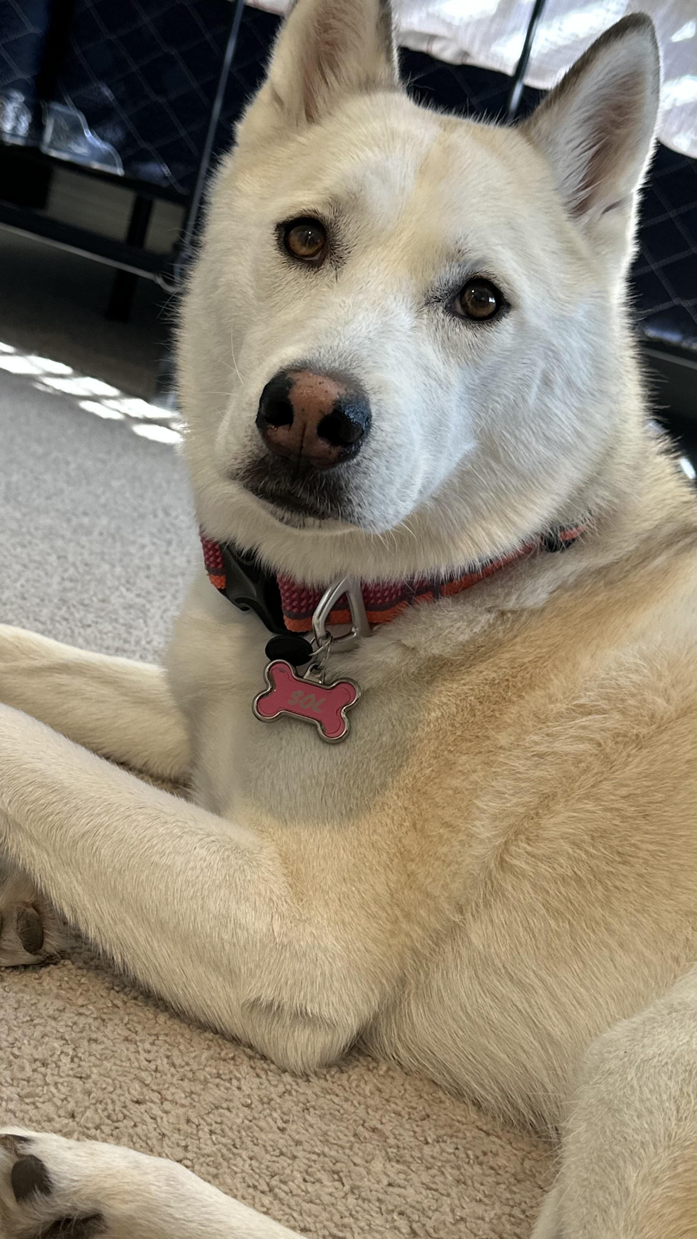 Sol, Adoptable, Adult Female Siberian Husky.