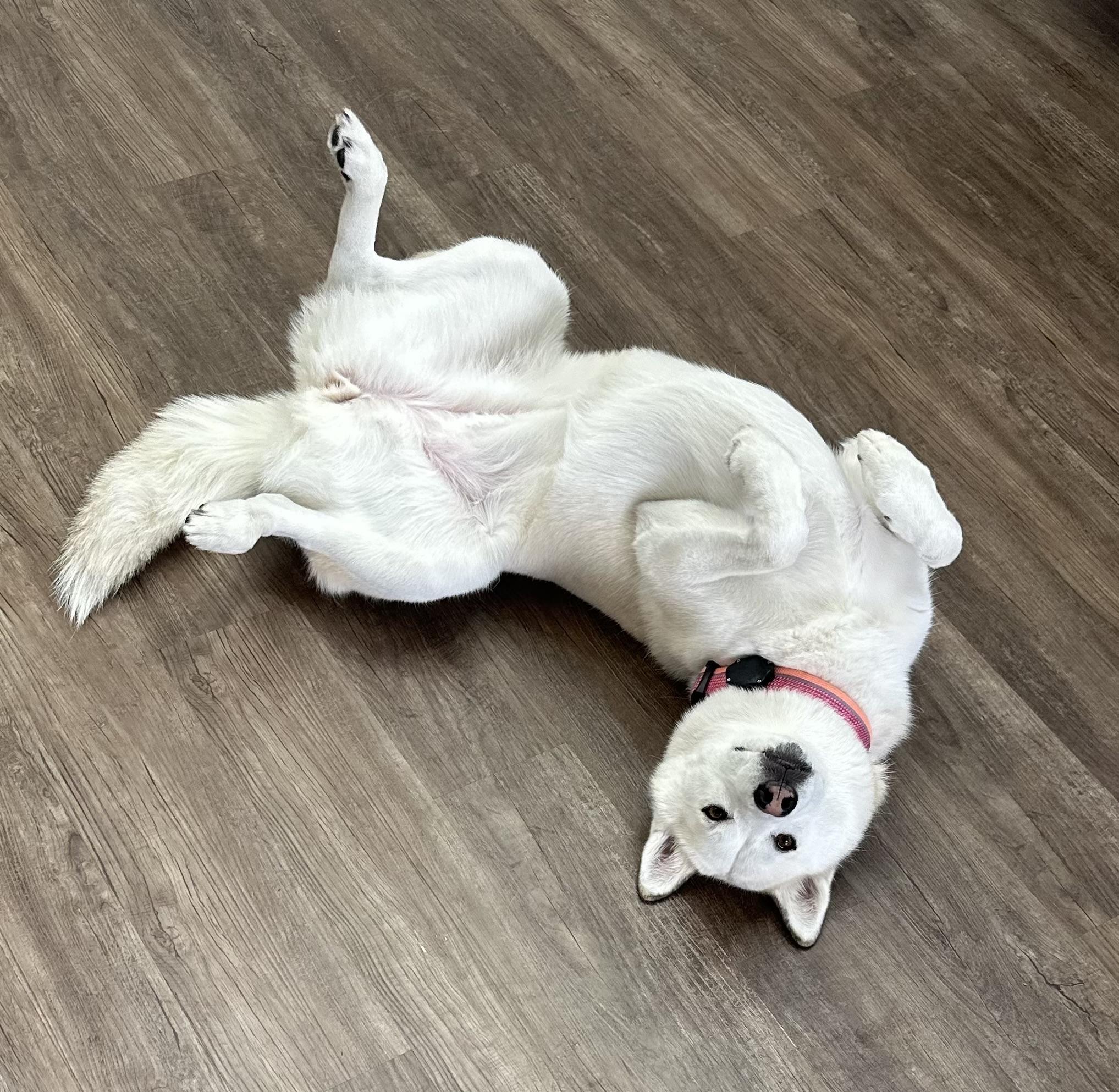 Sol, a Adoptable Siberian Husky in Menifee, CA image 2/6