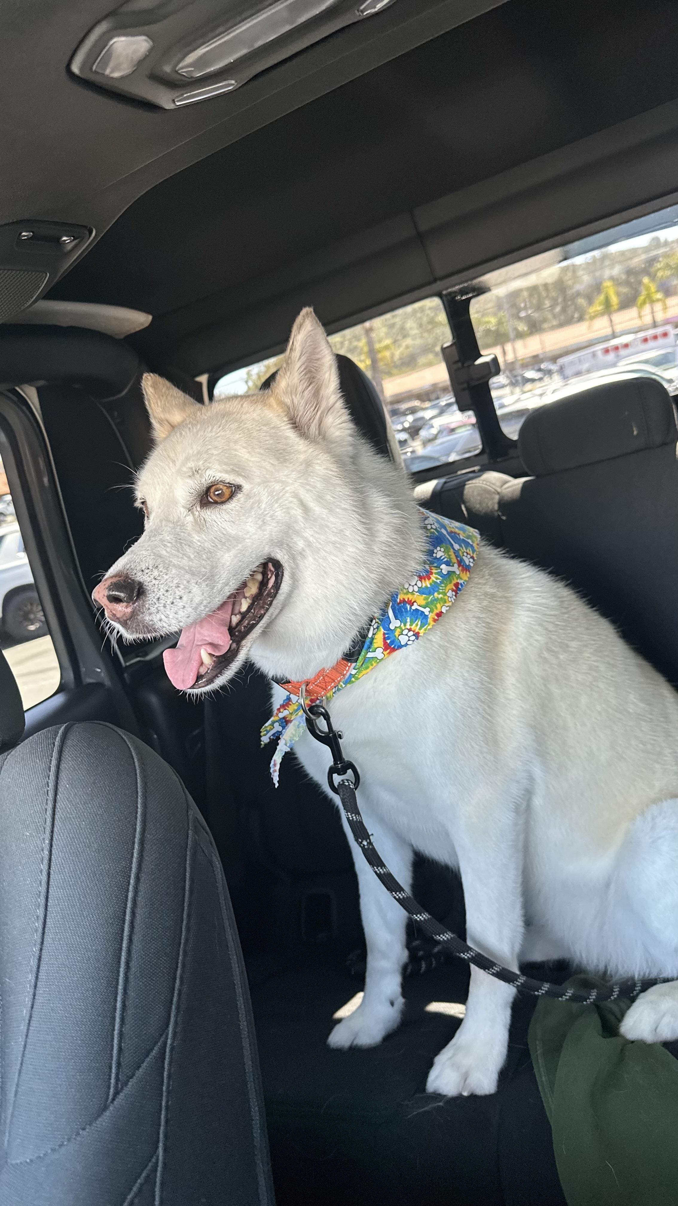 Sol, a Adoptable Siberian Husky in Menifee, CA image 3/6