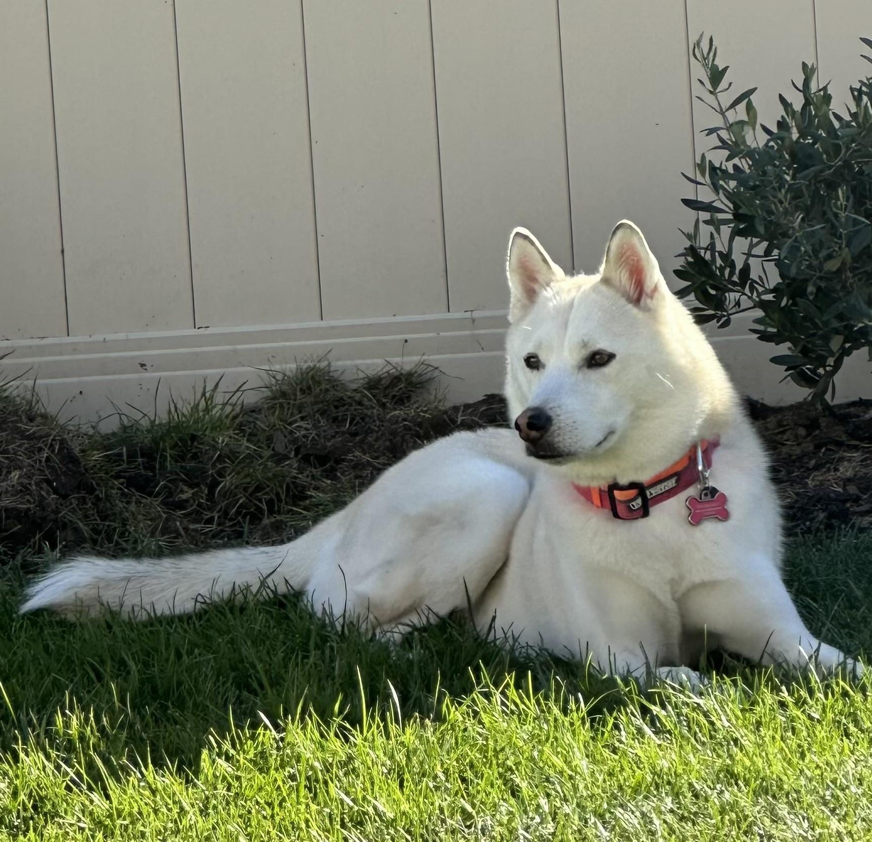 Sol, a Adoptable Siberian Husky in Menifee, CA image 4/6