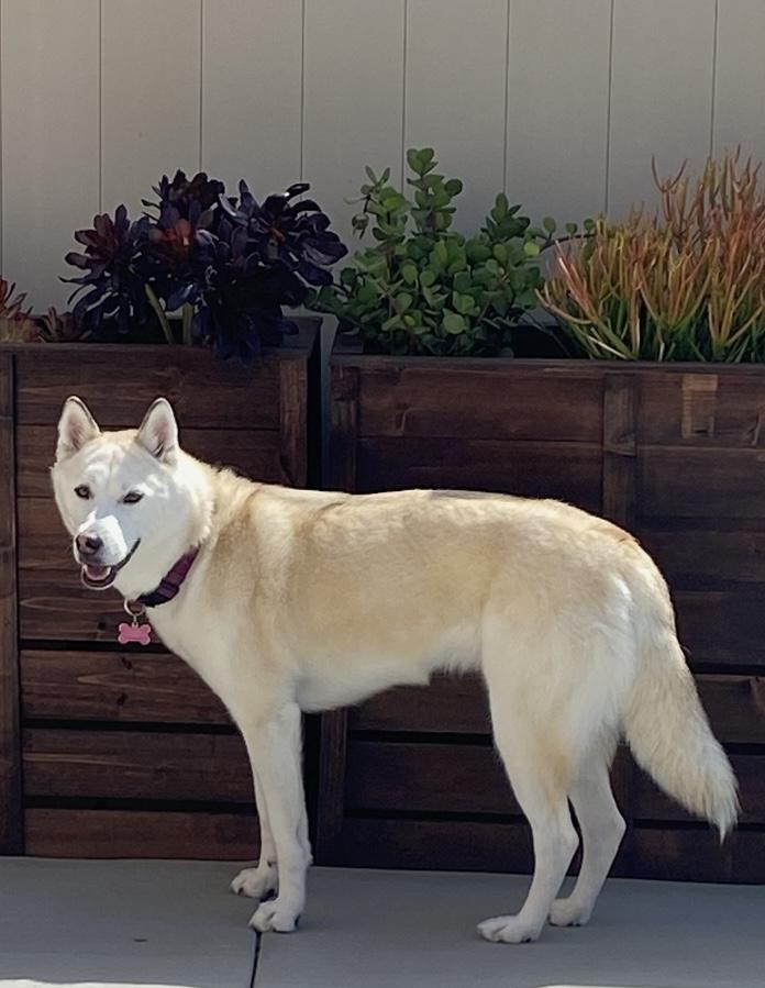 Sol, a Adoptable Siberian Husky in Menifee, CA image 5/6