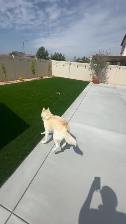 Enlarge Sol, a Adoptable Siberian Husky in Menifee, CA video 6/6