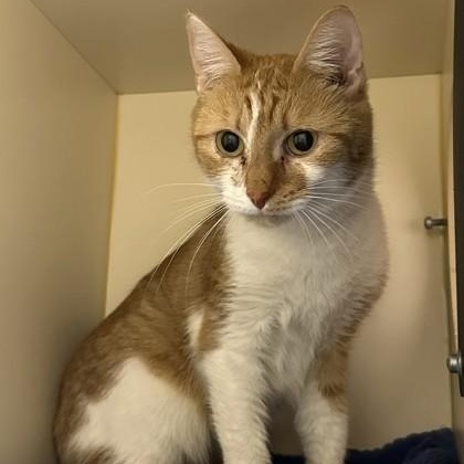 Enlarge Quiche, a ADOPTABLE Domestic Short Hair in Cooperstown, NY image 5/5