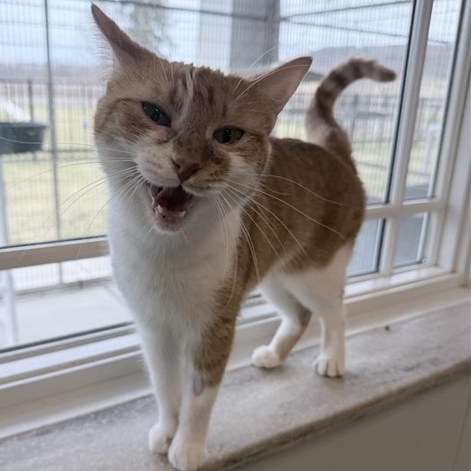 Enlarge Quiche, a ADOPTABLE Domestic Short Hair in Cooperstown, NY image 1/5