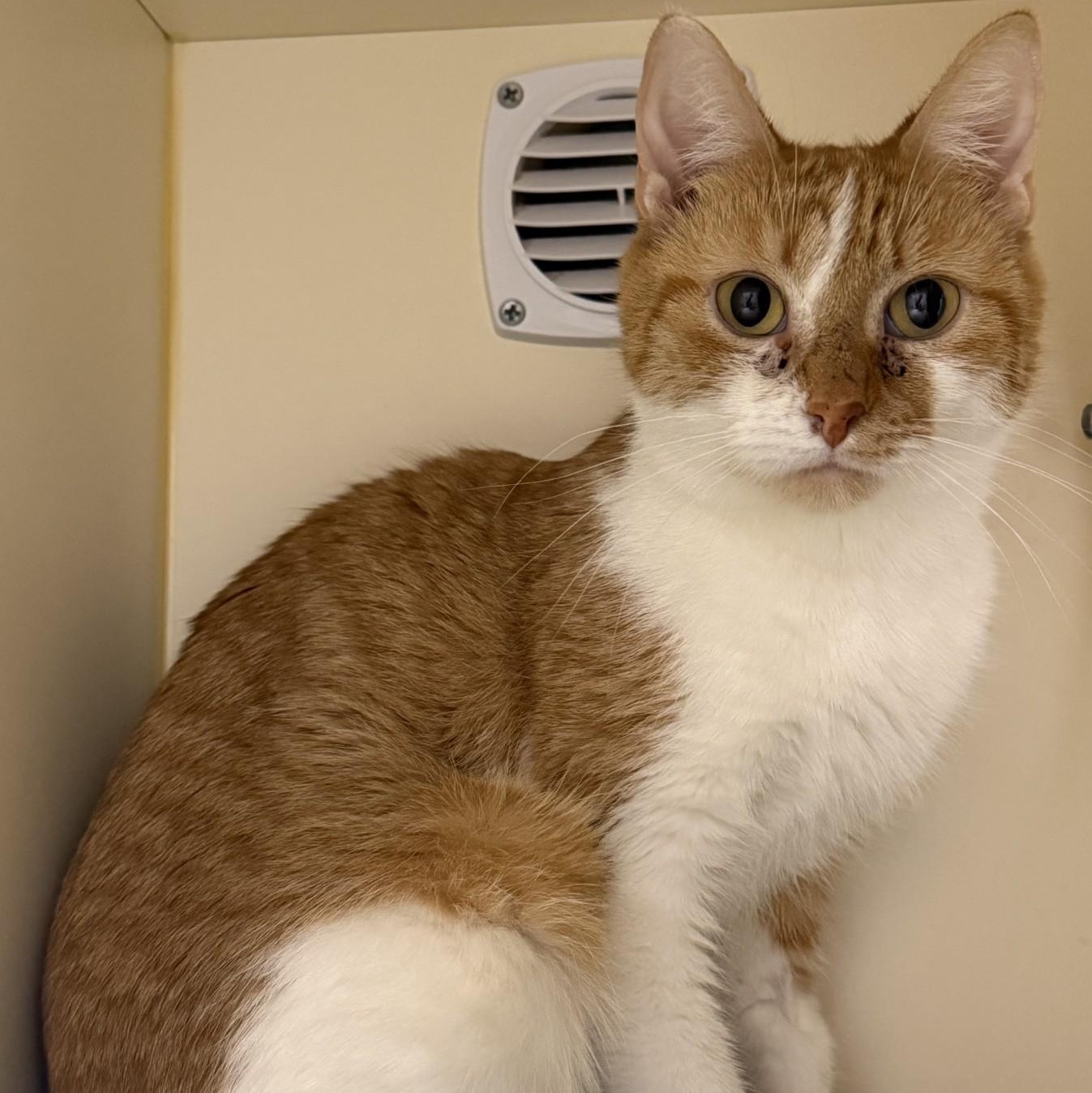 Enlarge Quiche, a ADOPTABLE Domestic Short Hair in Cooperstown, NY image 2/5