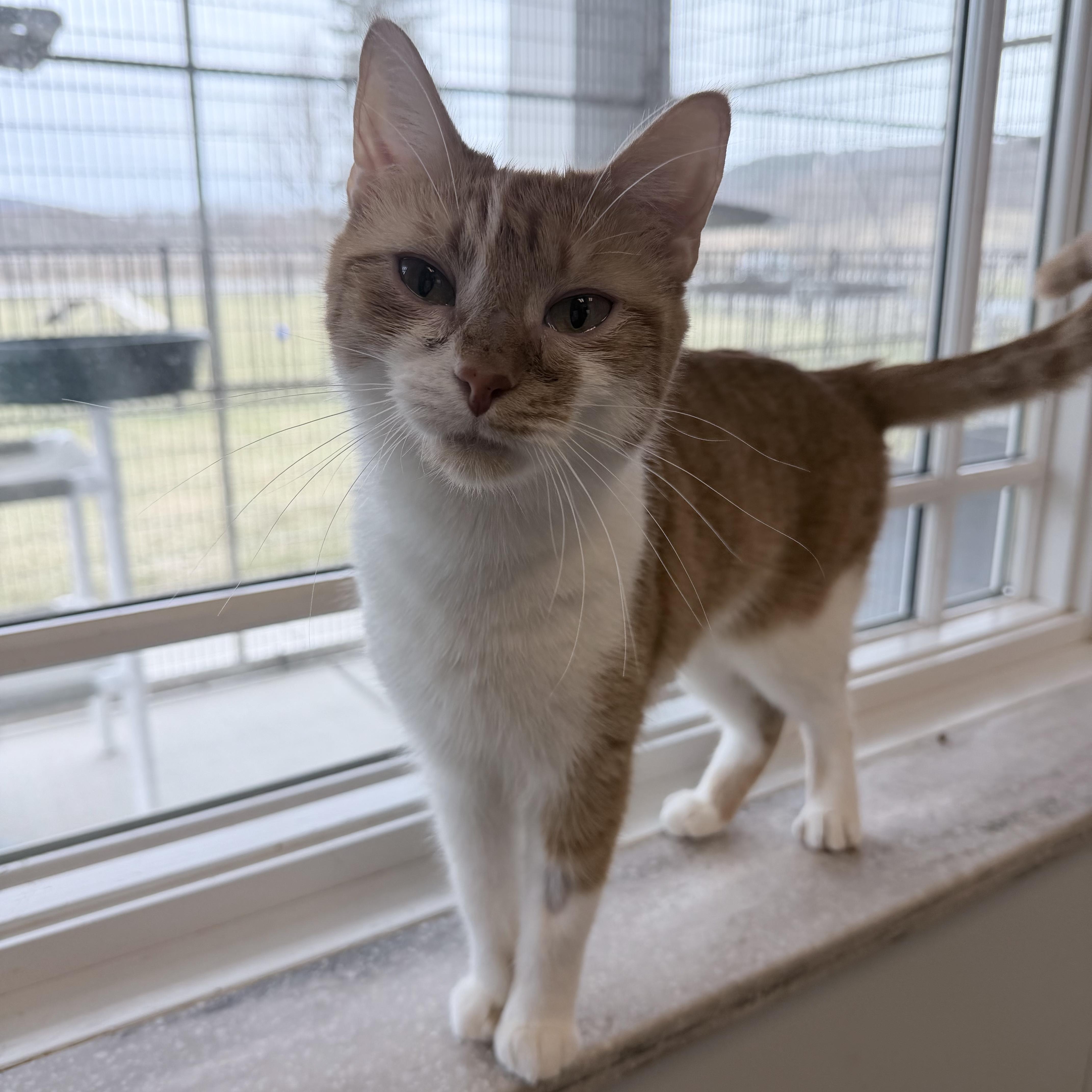 Enlarge Quiche, a ADOPTABLE Domestic Short Hair in Cooperstown, NY image 3/5