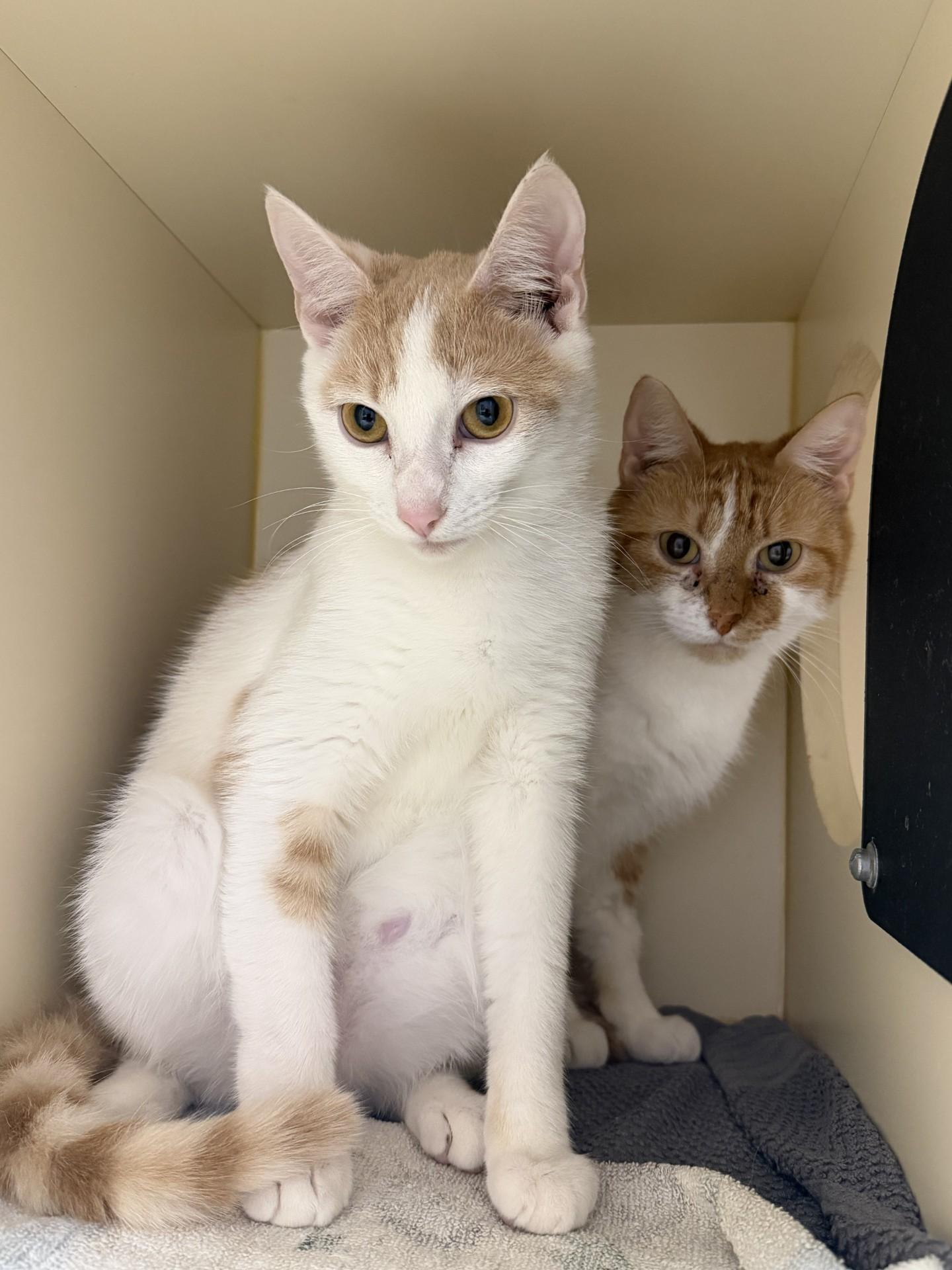 Enlarge Quiche, a ADOPTABLE Domestic Short Hair in Cooperstown, NY image 4/5