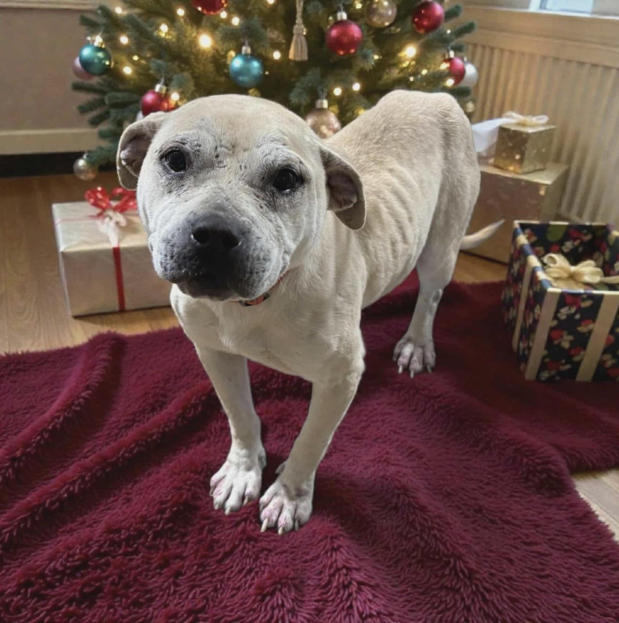 Enlarge Venus, a Adoptable mixed breed in Jxn, MS image 1/1