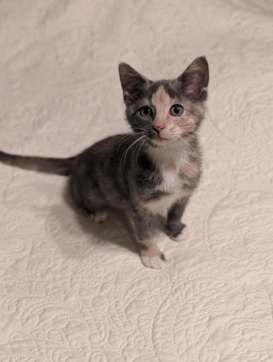 Lavender, an adoptable mixed breed in Howell, MI image 2/2