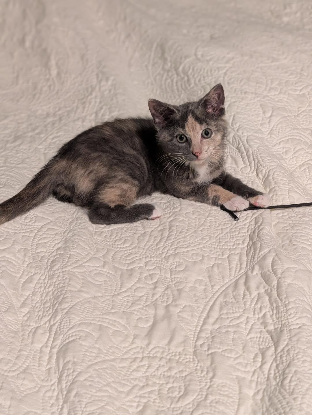 Lavender, adoptable, Kitten Female Dilute Tortoiseshell & Domestic Short Hair.