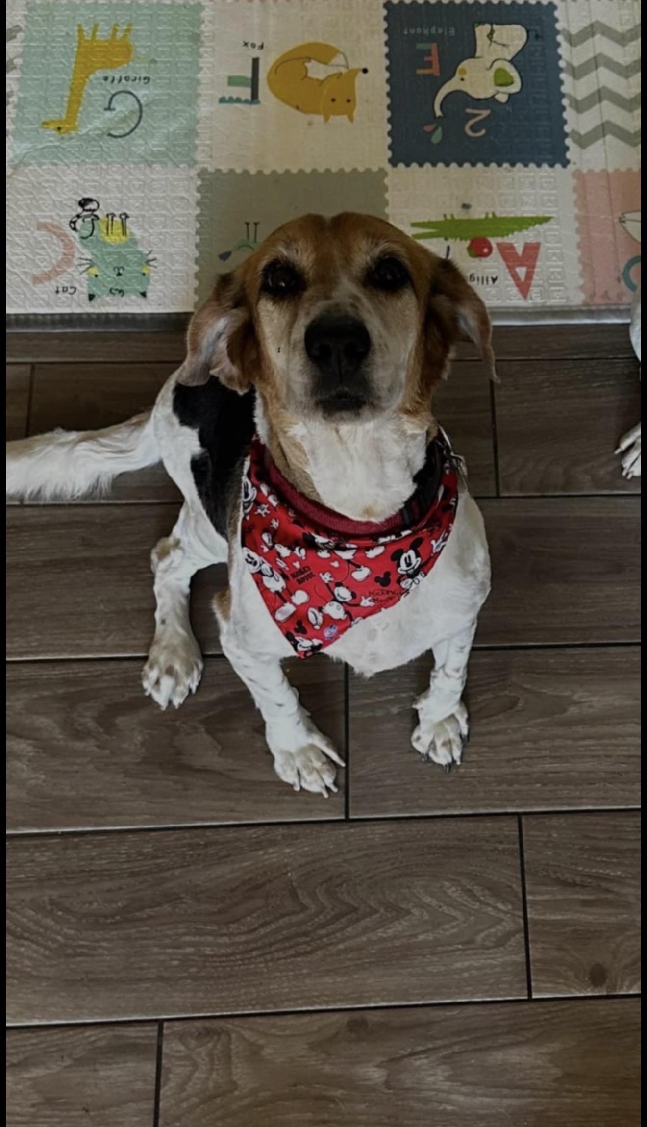 Maze, Adoptable, Senior Male Beagle.