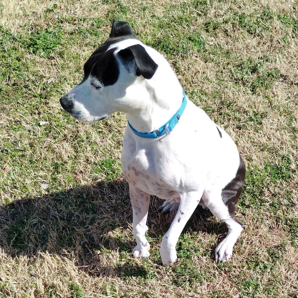 Enlarge Maxx, a Adoptable mixed breed in Tulsa, OK image 1/6
