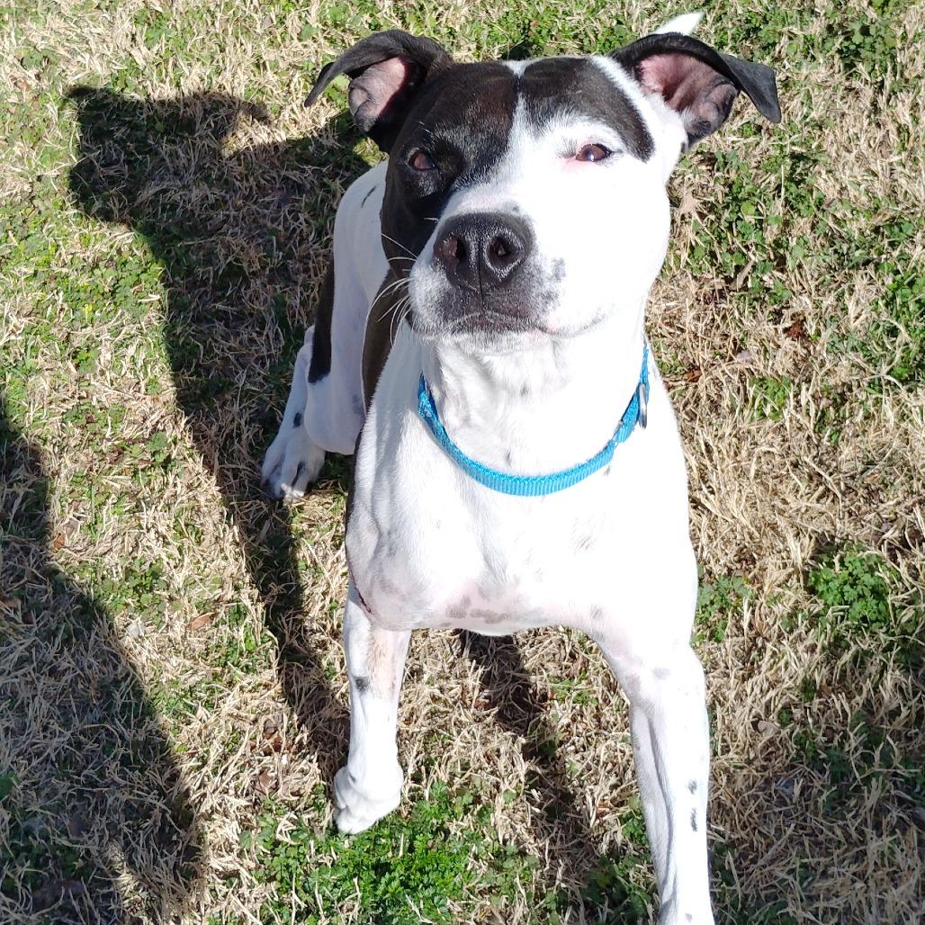 Enlarge Maxx, a Adoptable mixed breed in Tulsa, OK image 2/6