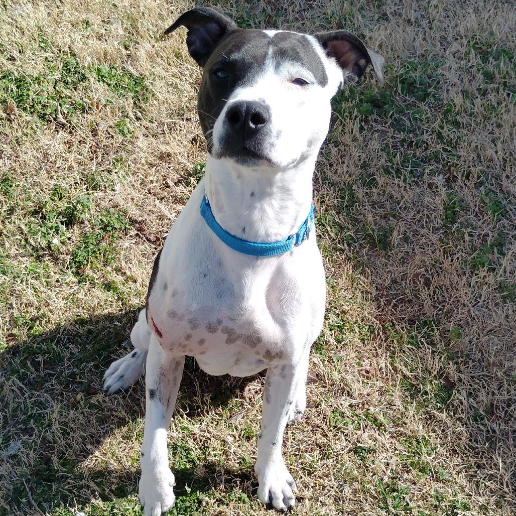 Enlarge Maxx, a Adoptable mixed breed in Tulsa, OK image 3/6