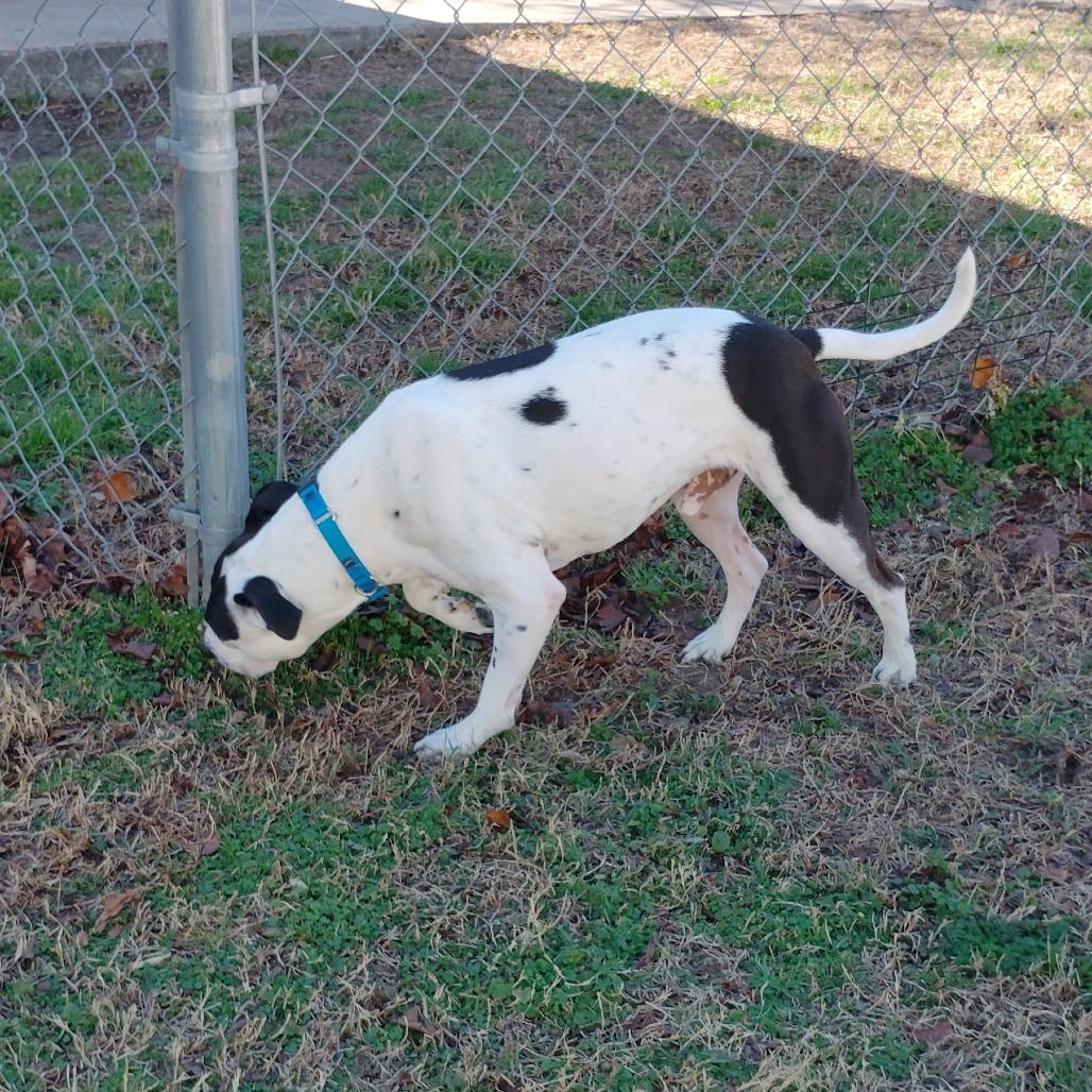 Enlarge Maxx, a Adoptable mixed breed in Tulsa, OK image 4/6