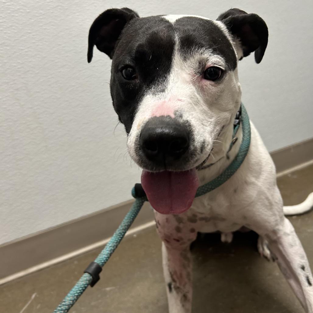 Enlarge Maxx, a Adoptable mixed breed in Tulsa, OK image 5/6