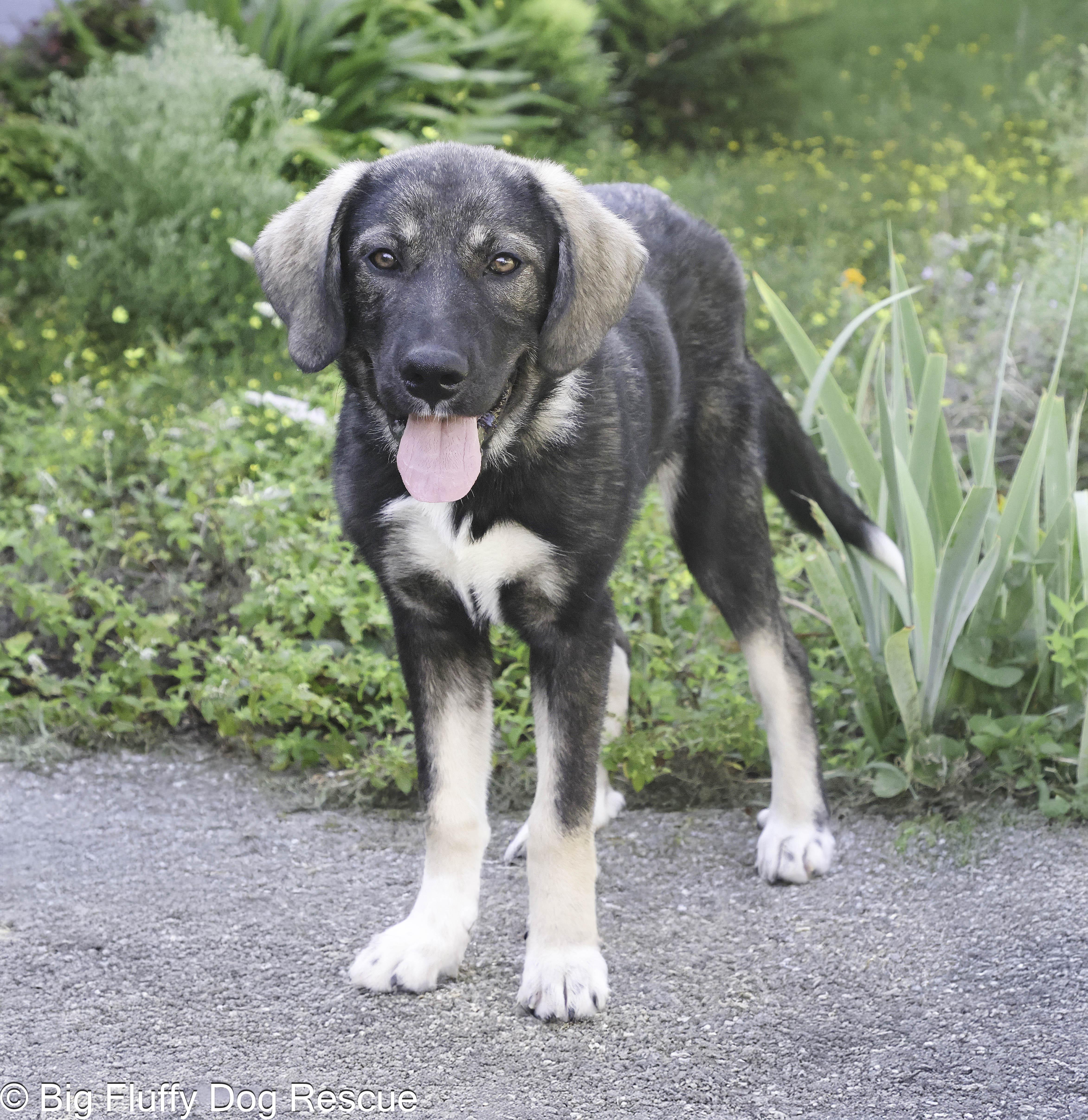 Dogs for Adoption near East Windsor: Find Your Furry Friend!