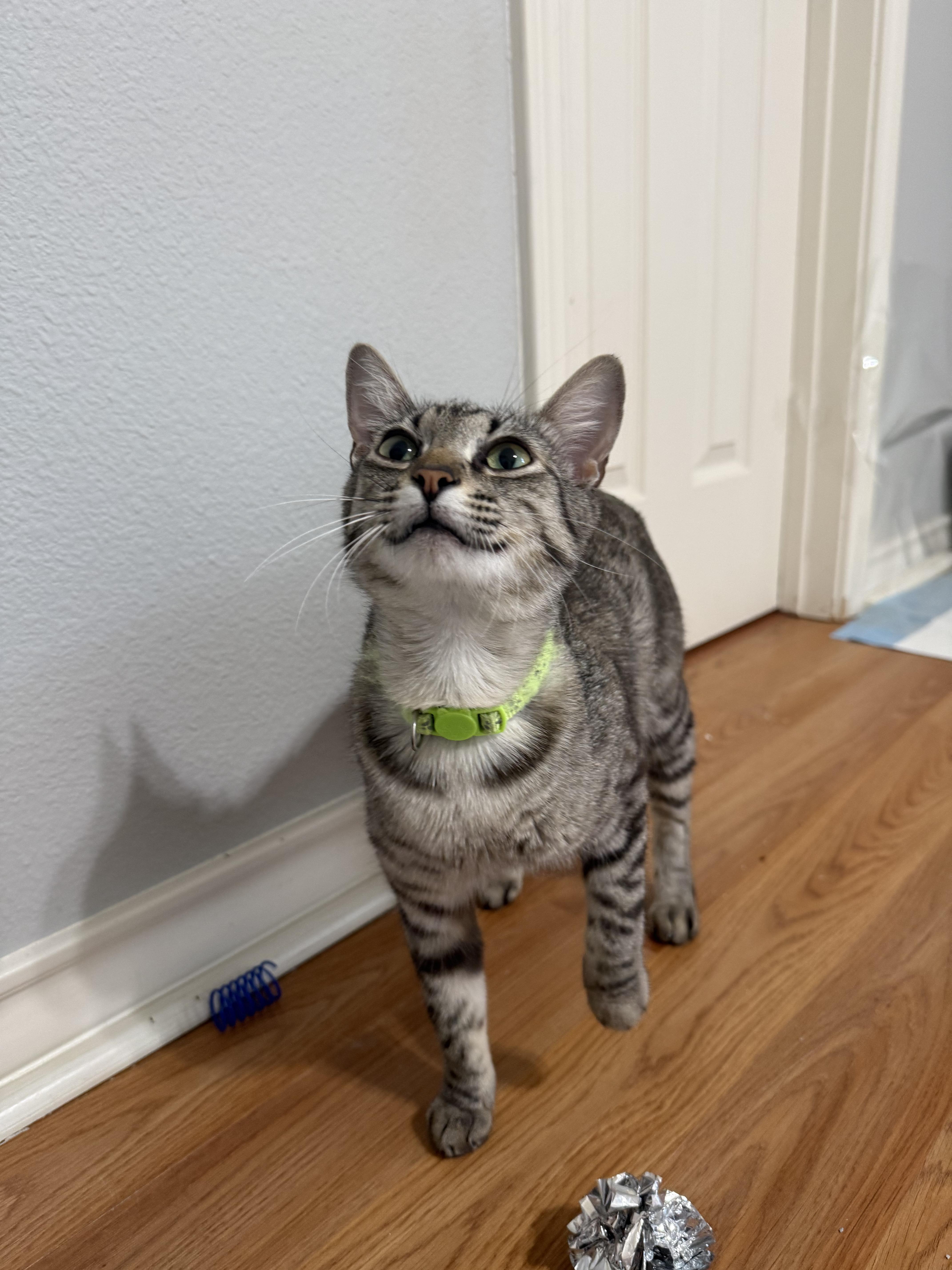 Enlarge Mama Jem, a ADOPTABLE Domestic Short Hair in Bryan, TX image 1/3