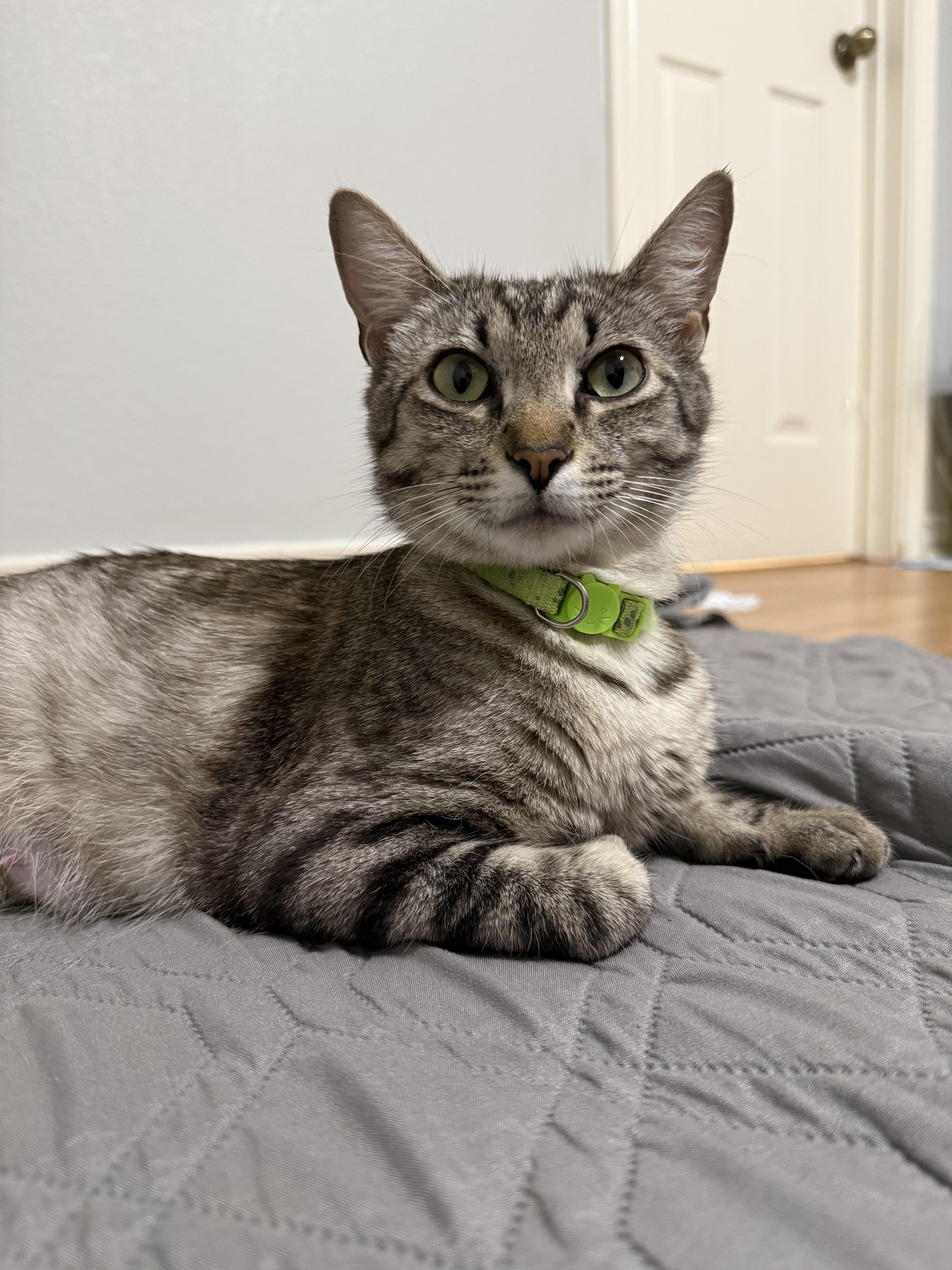Enlarge Mama Jem, a ADOPTABLE Domestic Short Hair in Bryan, TX image 3/3