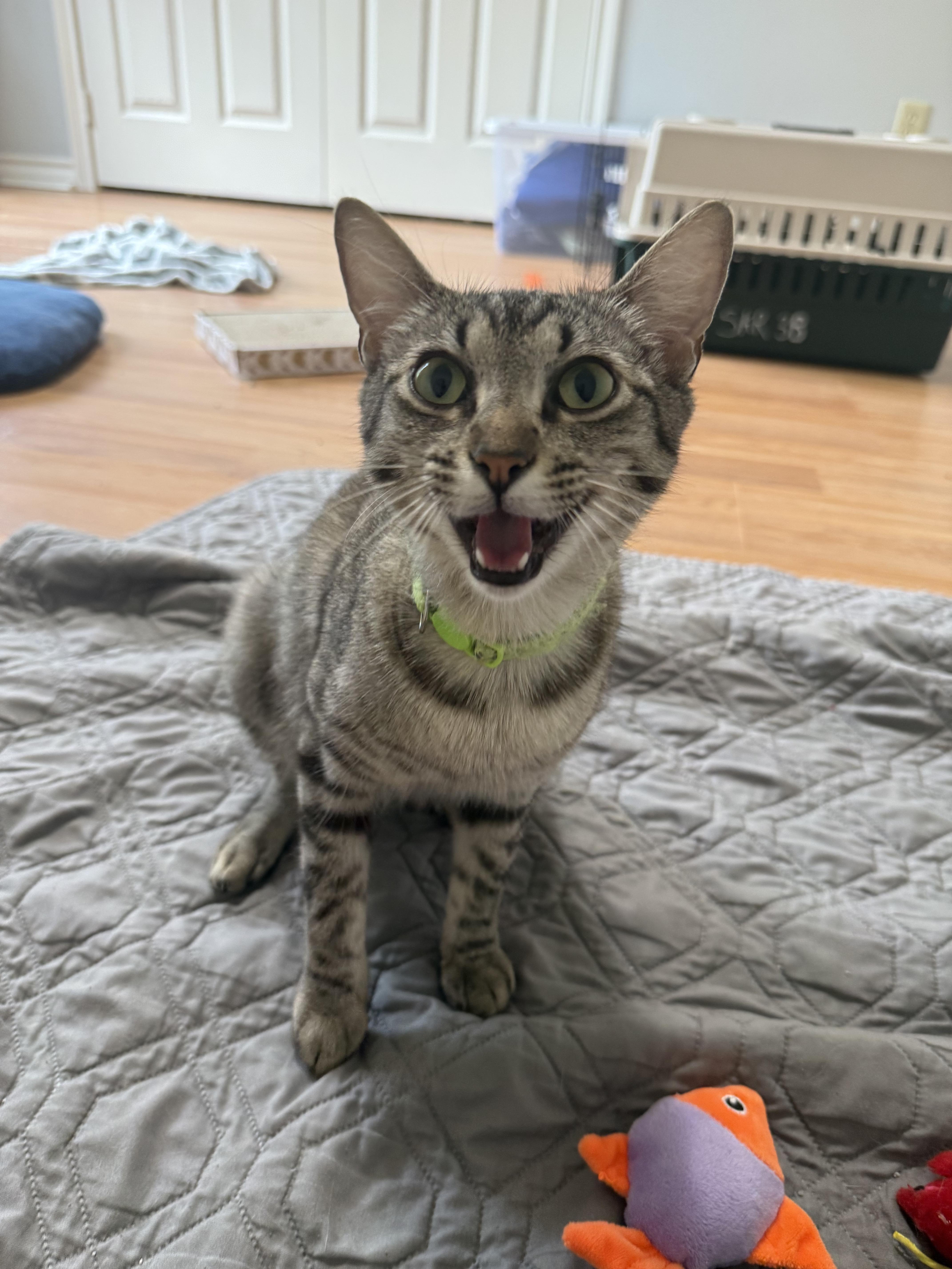 Enlarge Mama Jem, a ADOPTABLE Domestic Short Hair in Bryan, TX image 2/3