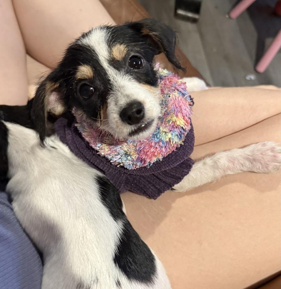 REMI, Adoptable, Puppy Female Chihuahua & Terrier.