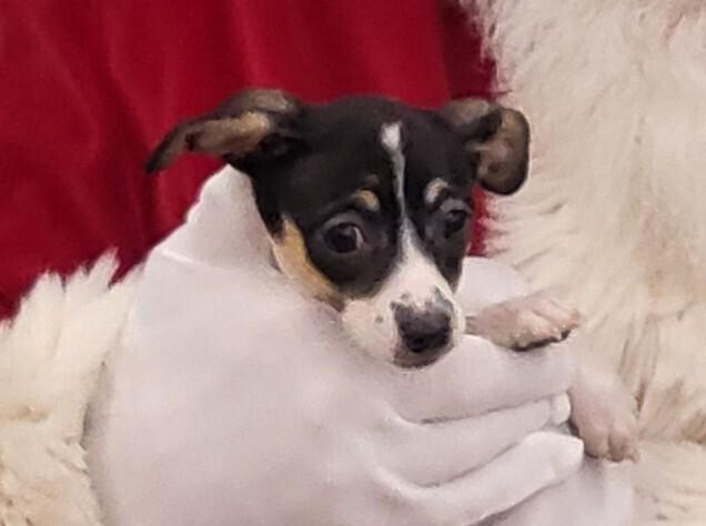 Enlarge REMI, a Adoptable mixed breed in Broomfield, CO image 2/2