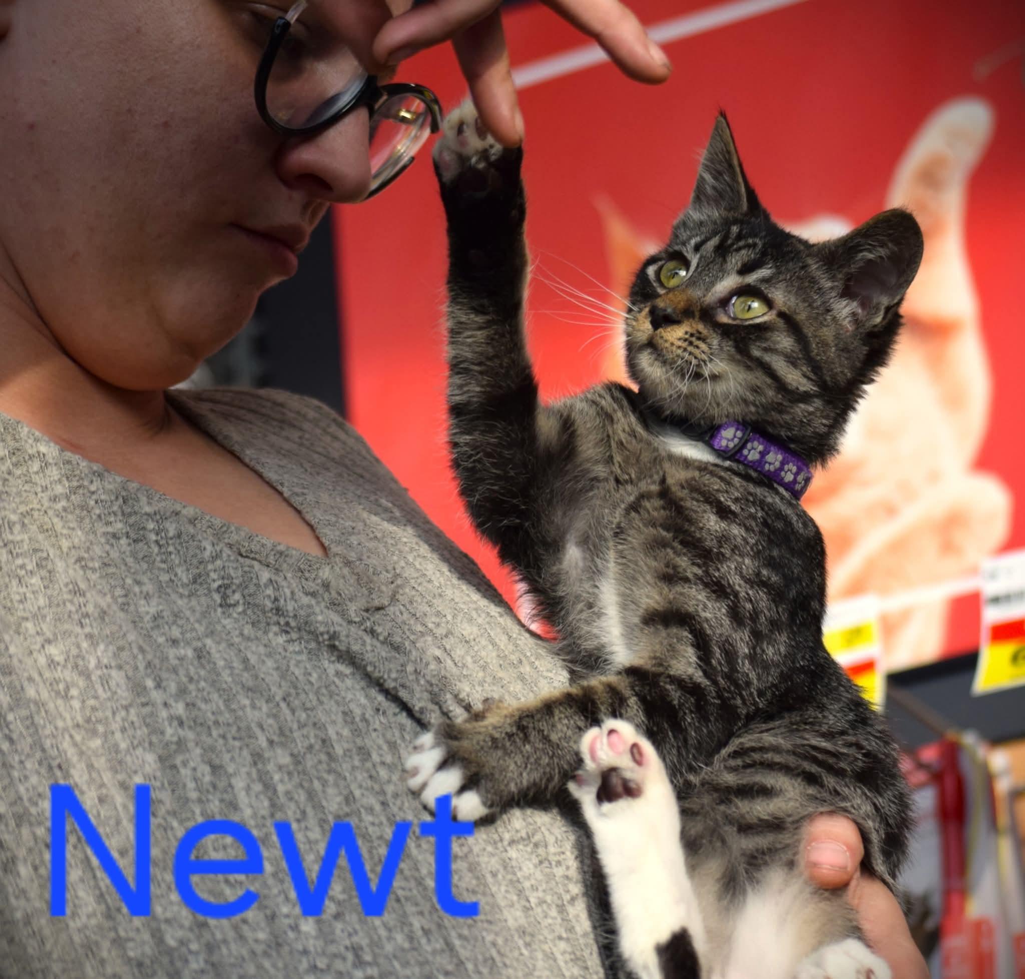Newt, ADOPTABLE, Young Male Tabby & Domestic Short Hair.