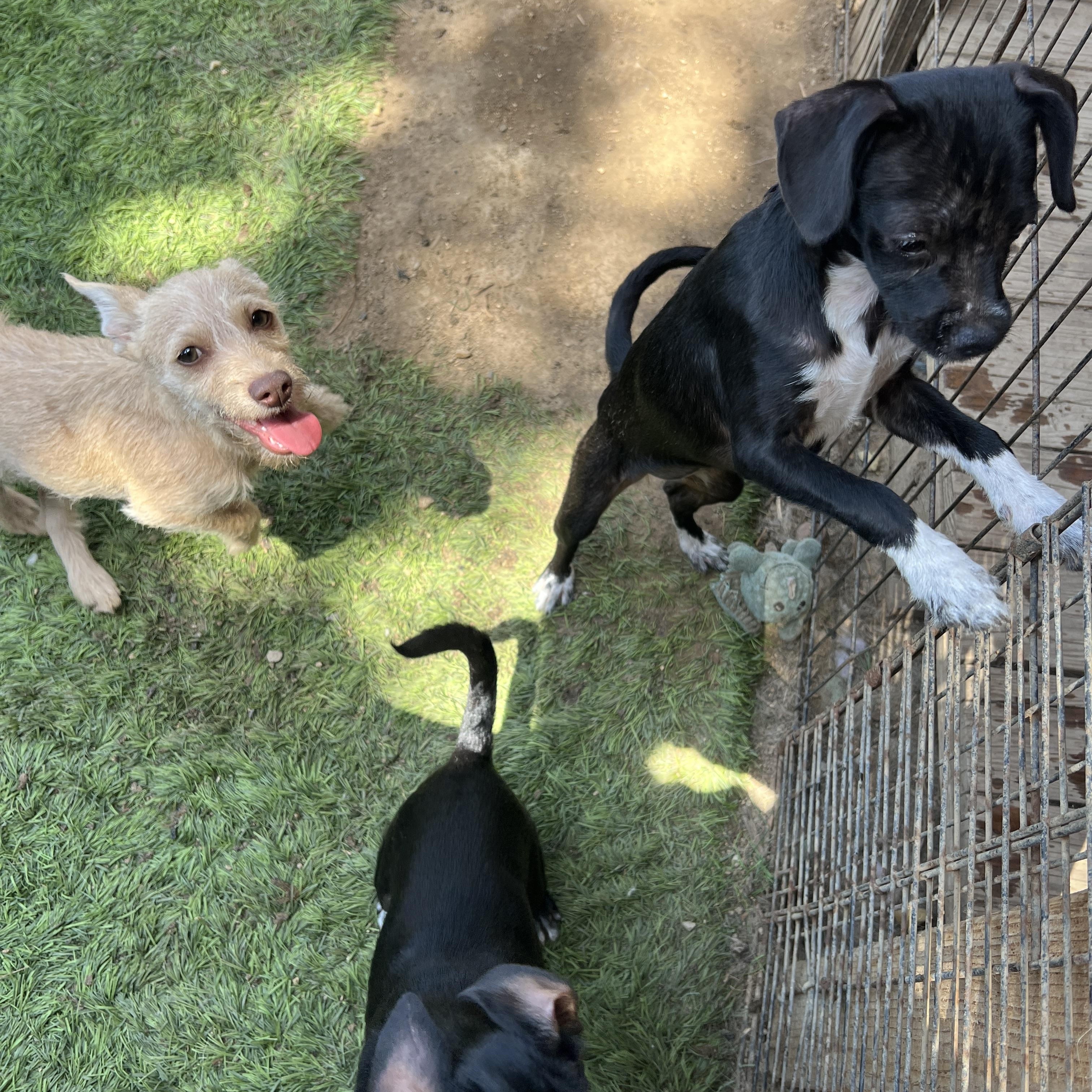Enlarge Buttercup, a Adoptable mixed breed in Roseville , CA image 5/5