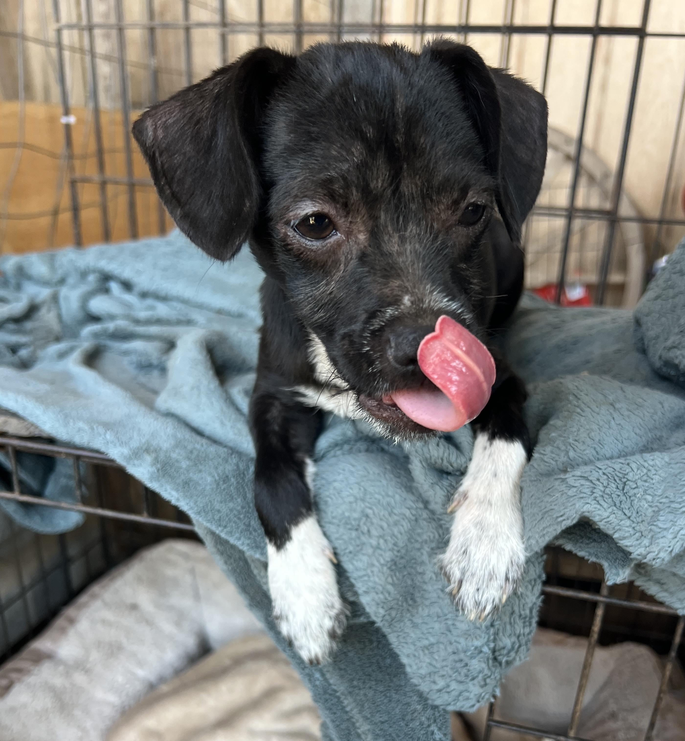Enlarge Buttercup, a Adoptable mixed breed in Roseville , CA image 4/5