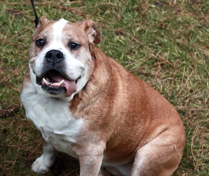 Myrtle AkA Big Mama, Adopted, Adult Female American Bulldog.