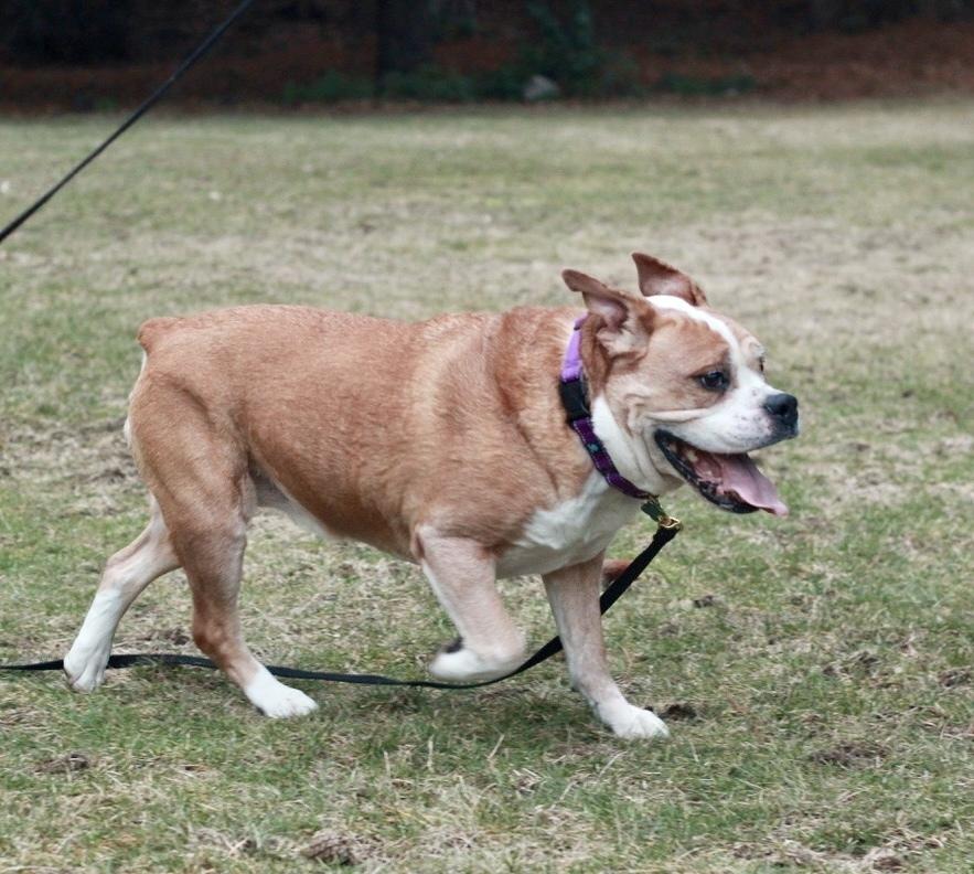 Enlarge Myrtle AkA Big Mama, a Adopted American Bulldog in Rathdrum, ID image 2/6