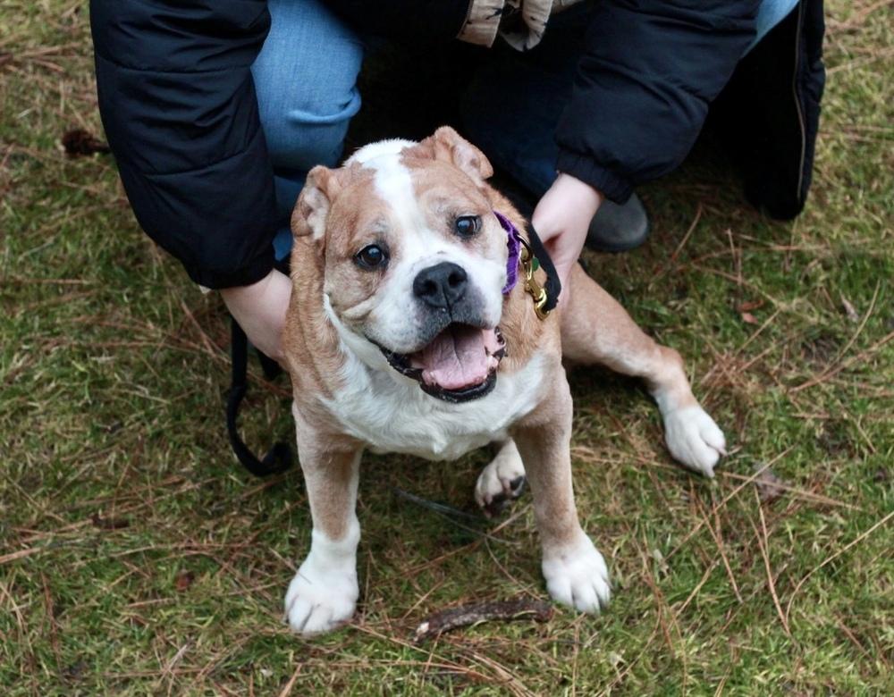 Enlarge Myrtle AkA Big Mama, a Adopted American Bulldog in Rathdrum, ID image 3/6