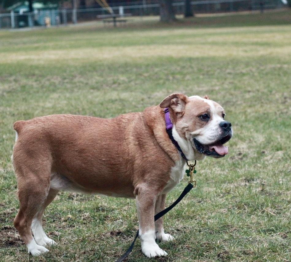 Enlarge Myrtle AkA Big Mama, a Adopted American Bulldog in Rathdrum, ID image 4/6