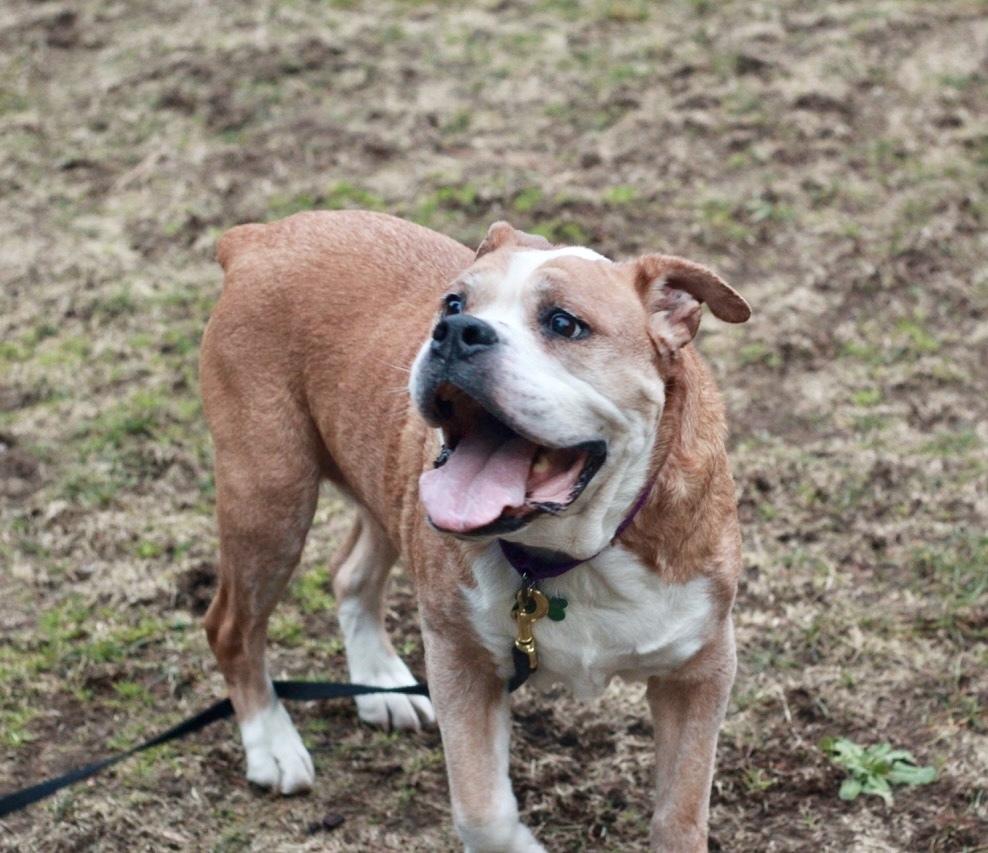 Enlarge Myrtle AkA Big Mama, a Adopted American Bulldog in Rathdrum, ID image 5/6